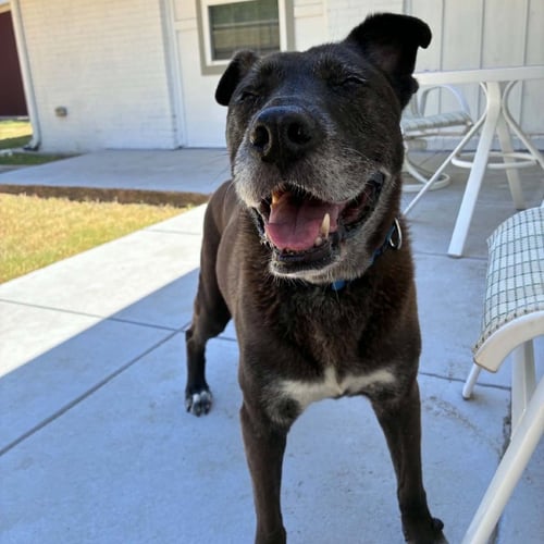 JANET - Black Labrador Retriever available for adoption