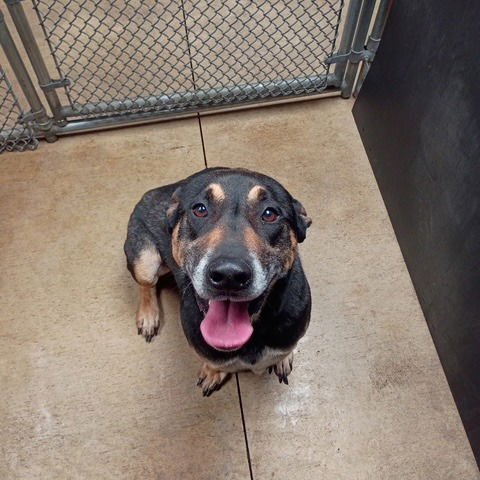 BRODY - Shepherd available for adoption