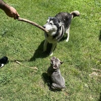 Sammie - Photo 3