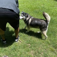 Sammie - Photo 2