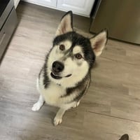 Sammie - Photo 1
