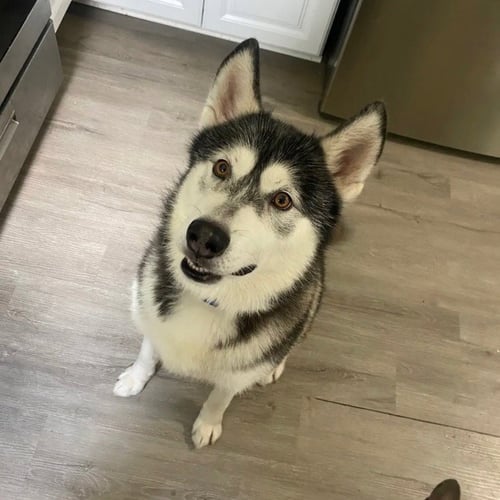 SAMMIE - Husky for adoption in Richardson