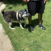 Sammie - Photo 4