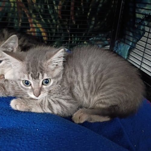 SANSA - Domestic Short Hair available for adoption