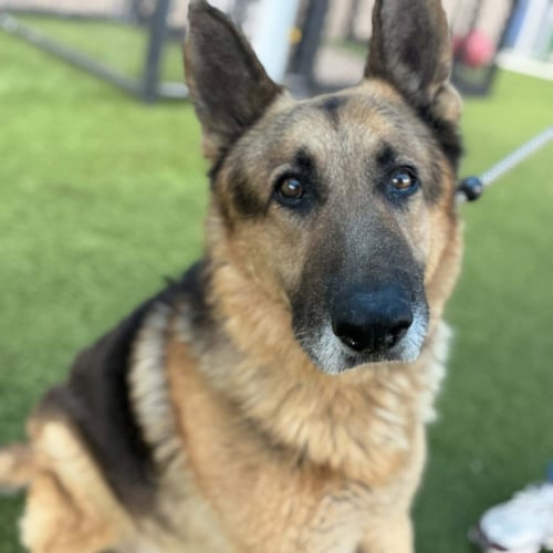 FLEETWOOD - German Shepherd Dog available for adoption