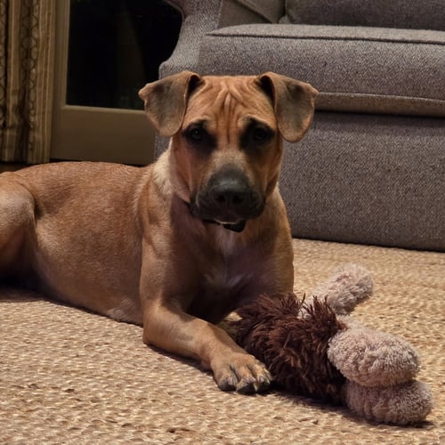 LEA - Labrador Retriever available for adoption