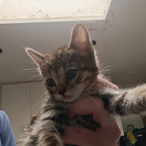 TAMPA - Domestic Short Hair available for adoption