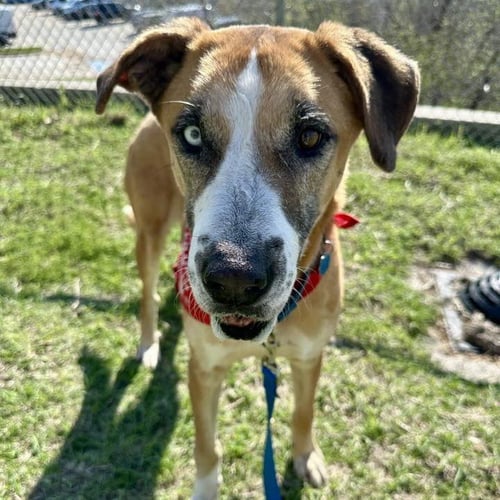 TEDDY BEAR - Great Dane available for adoption
