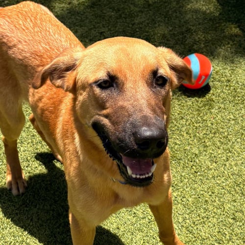 MANGO - Shepherd available for adoption