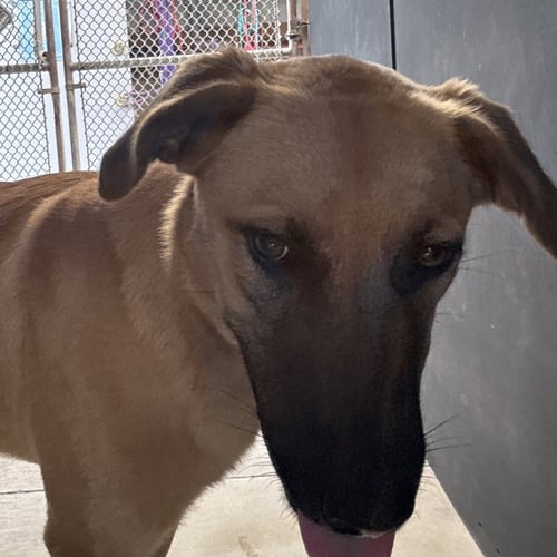MANGO - Shepherd available for adoption