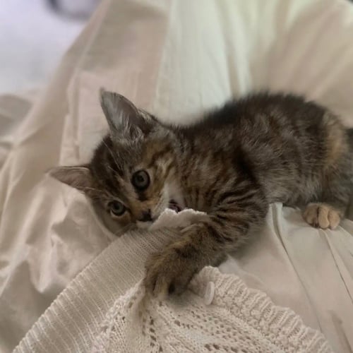 VIRGINIA SLIM - Domestic Short Hair for adoption in Carrollton