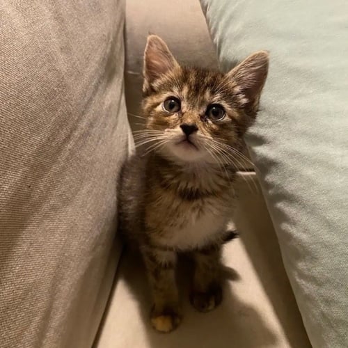 VIRGINIA SLIM - Domestic Short Hair available for adoption