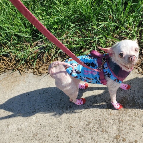 PINKY - Chihuahua available for adoption