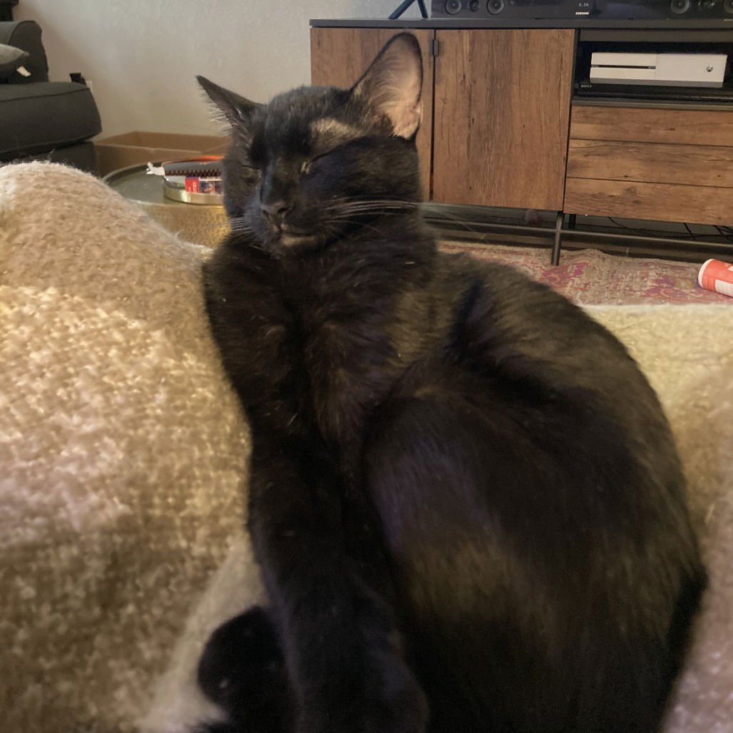 HAVARTI (NEW DIGS) - Domestic Short Hair available for adoption