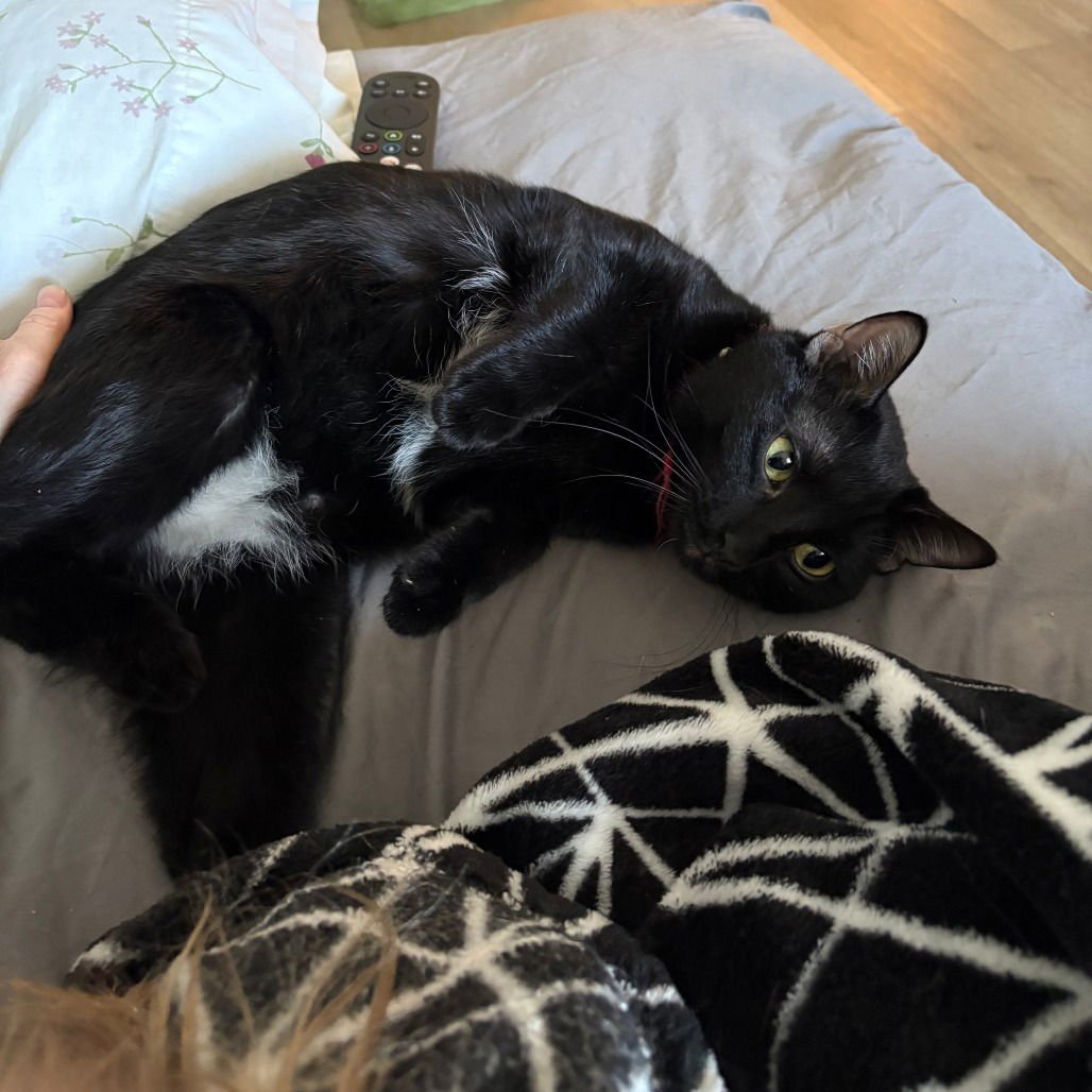 HAVARTI (NEW DIGS) - Domestic Short Hair available for adoption