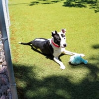 Cookie - Photo 4