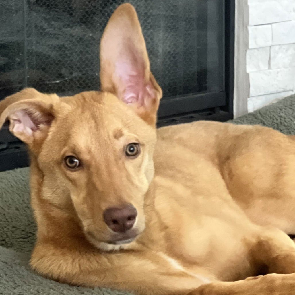 WILEY - Labrador Retriever available for adoption