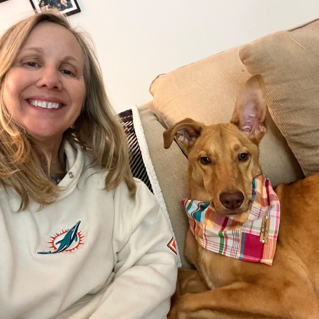 WILEY - Labrador Retriever available for adoption