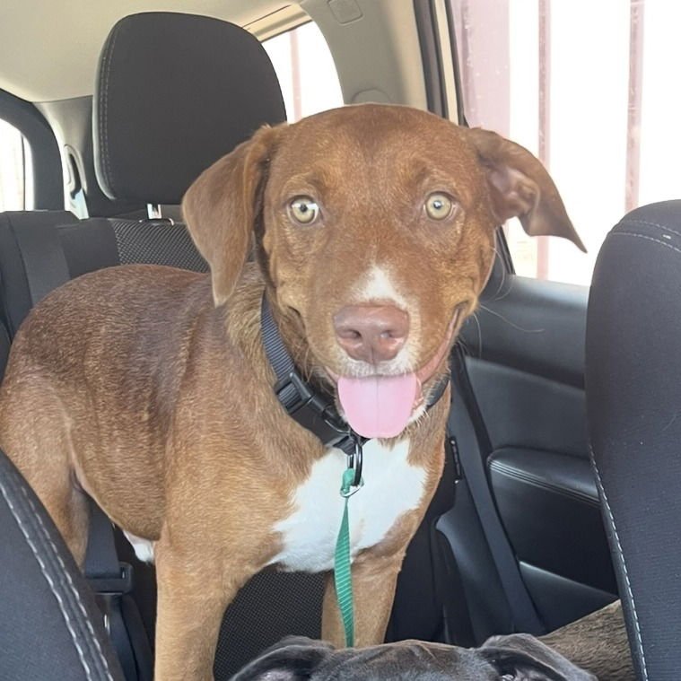 RED (NEW DIGS) - Terrier available for adoption