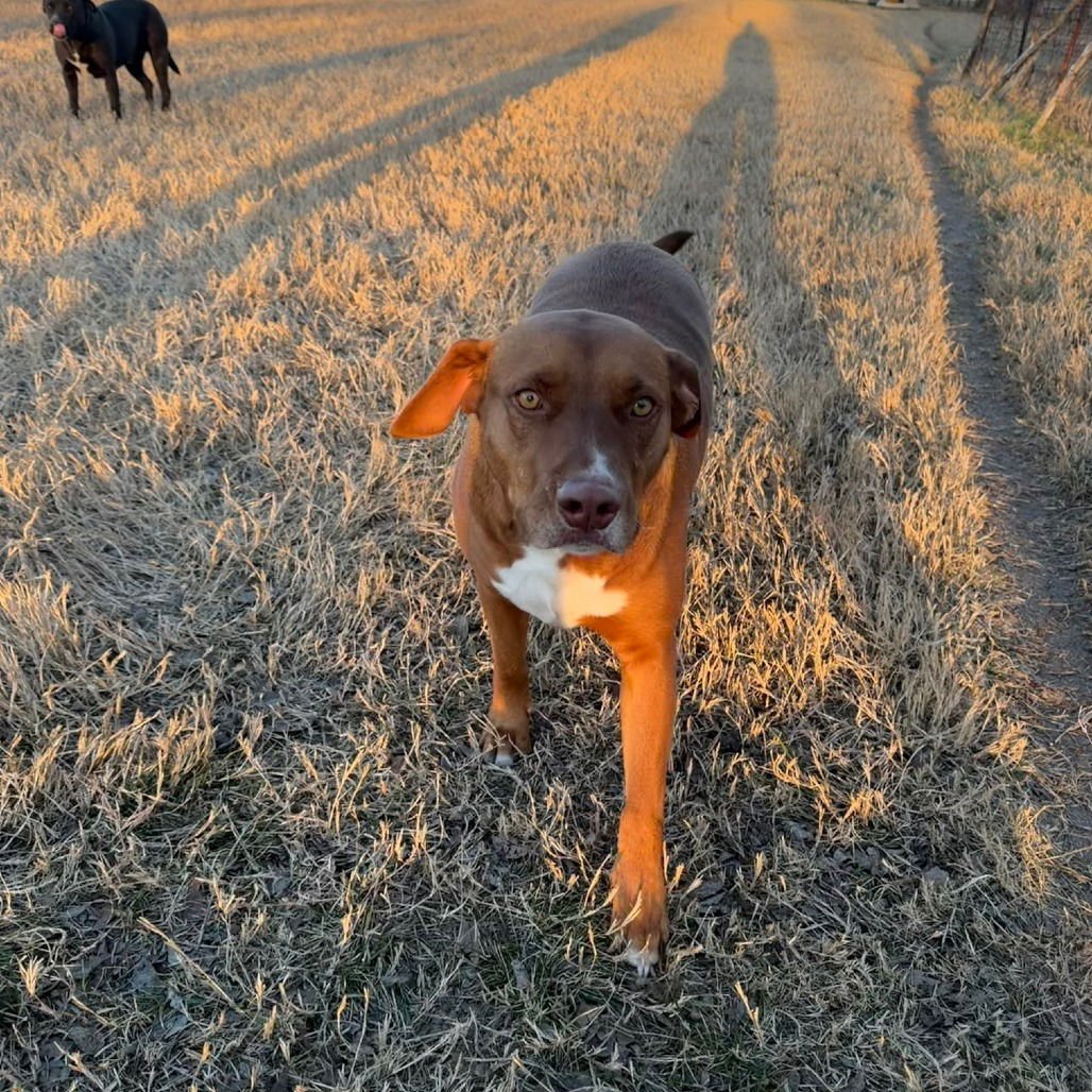 Red (New Digs) - Photo 4