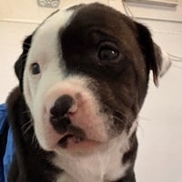 Ottis - Photo 2