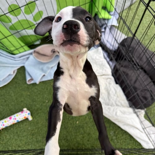 OTTIS - Terrier available for adoption