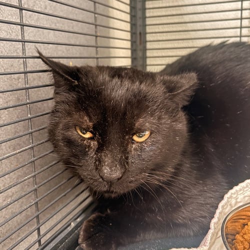 PANTERA - Domestic Short Hair available for adoption