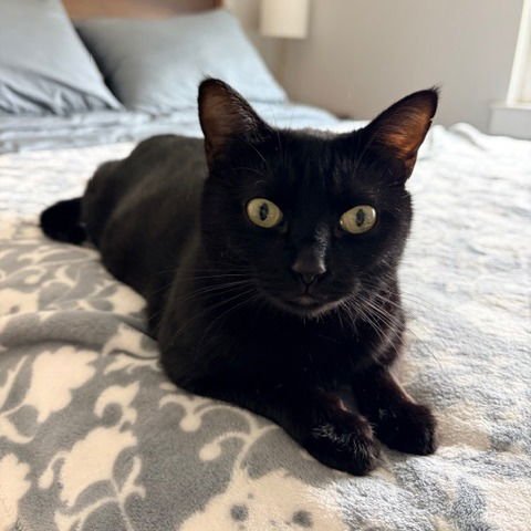 LEAH VI (NEW DIGS) - Bombay available for adoption