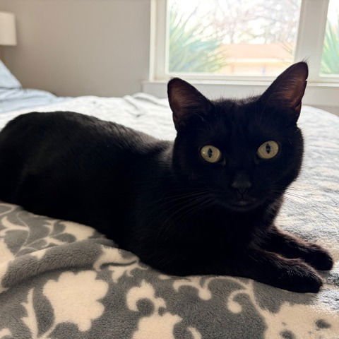 LEAH VI (NEW DIGS) - Bombay available for adoption