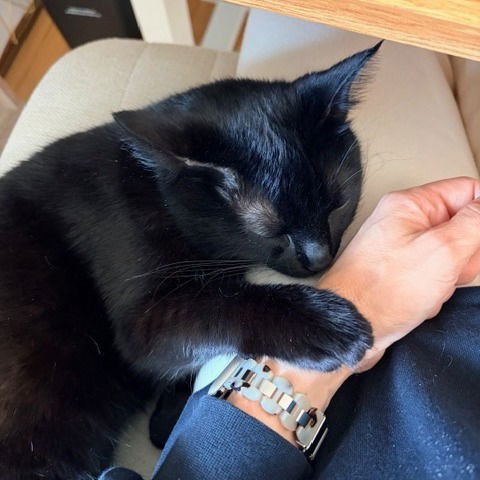 Leah VI (New Digs) - Photo 3