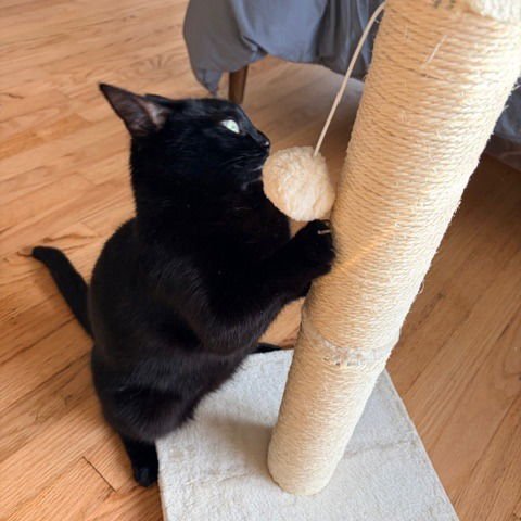 Leah VI (New Digs) - Photo 4