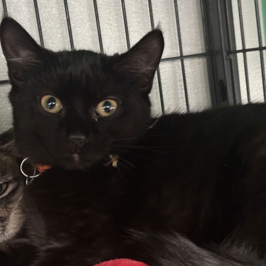 VESPER - Domestic Short Hair available for adoption