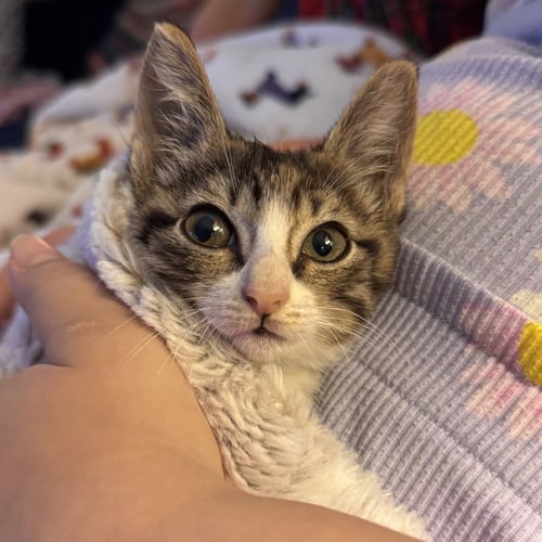 PANDORA - Domestic Short Hair available for adoption