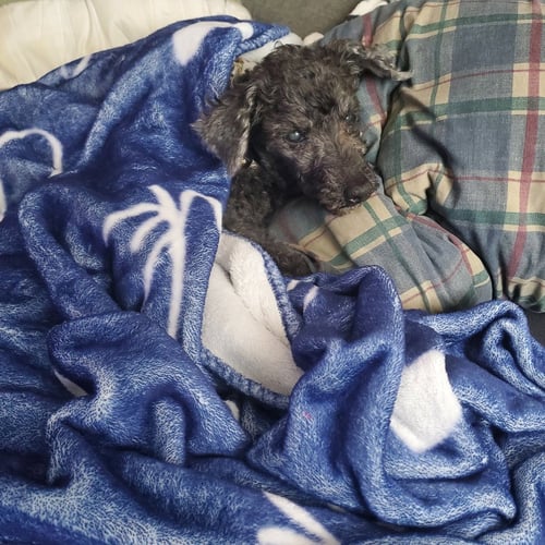ANTHONY - Poodle (unknown type) available for adoption