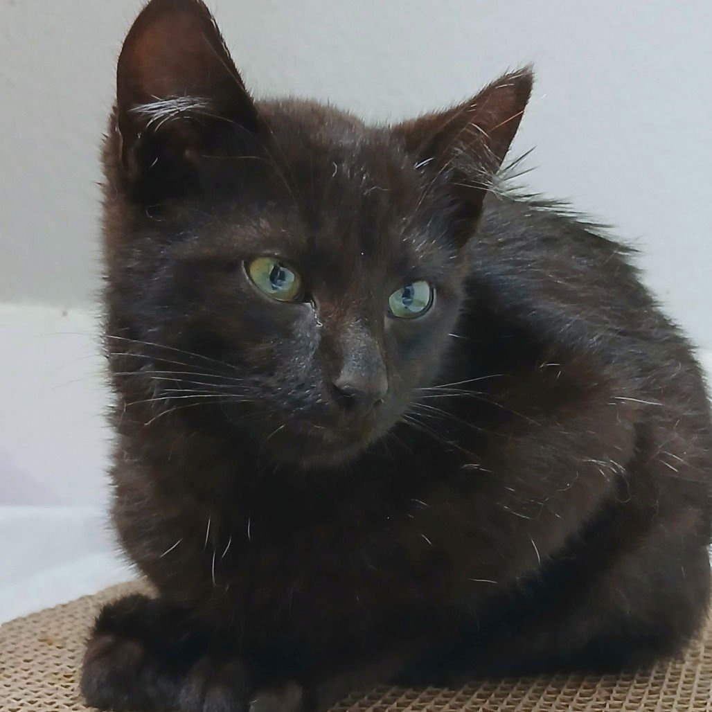 CATRICK SWAZYE - Domestic Short Hair available for adoption