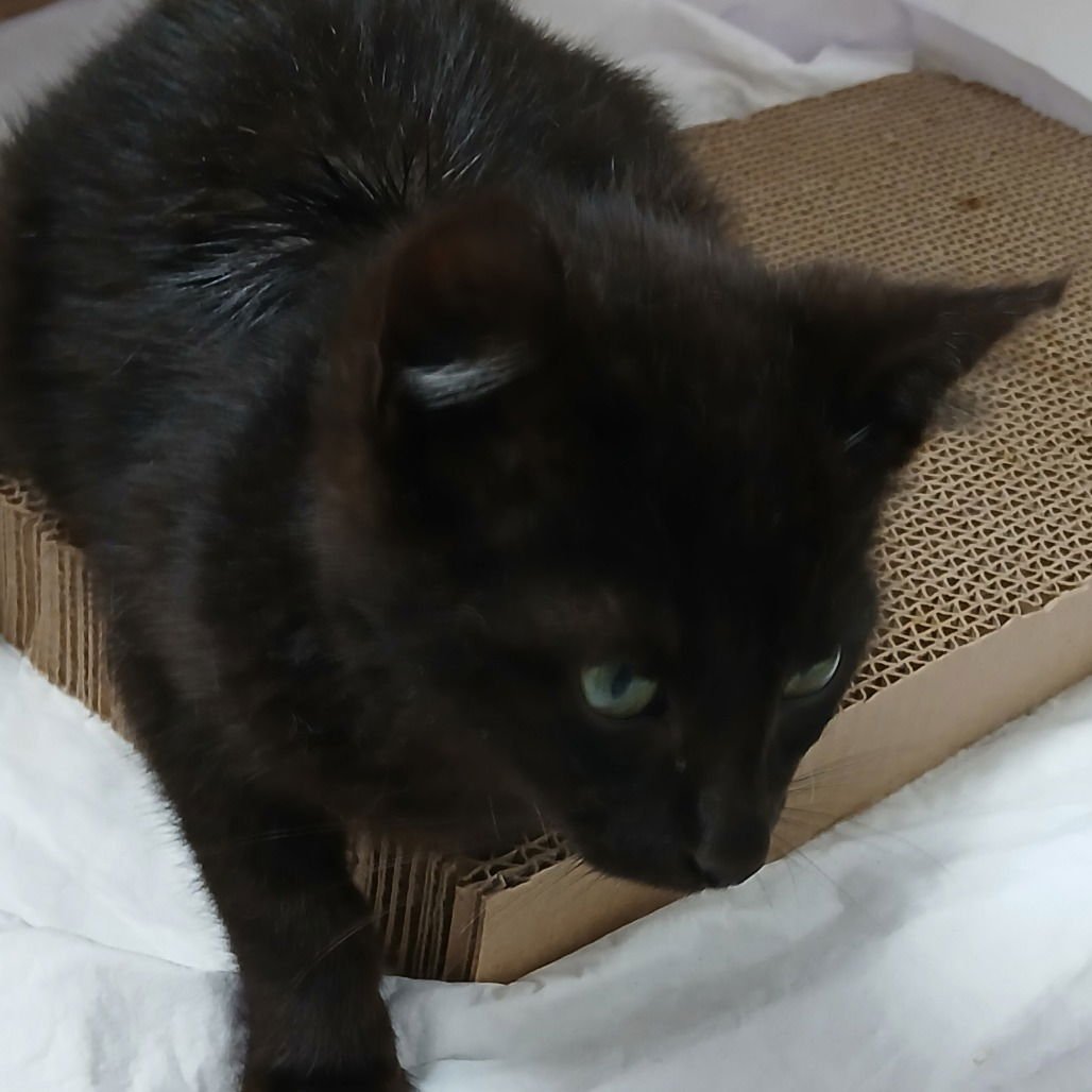 CATRICK SWAZYE - Domestic Short Hair available for adoption