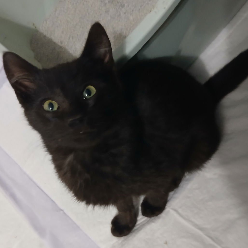 Catrick Swazye - Photo 4