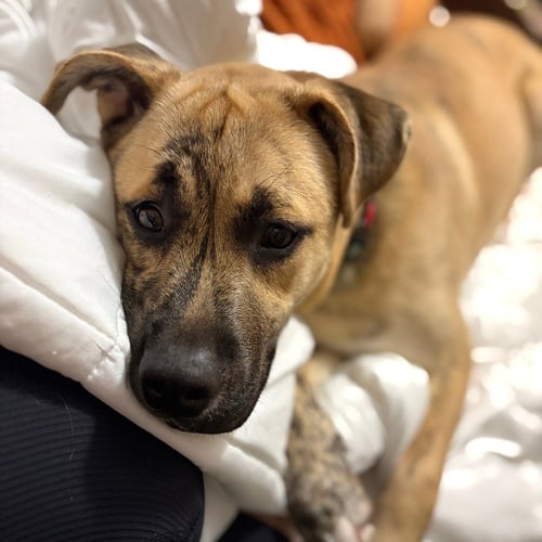 WALLY - Husky available for adoption