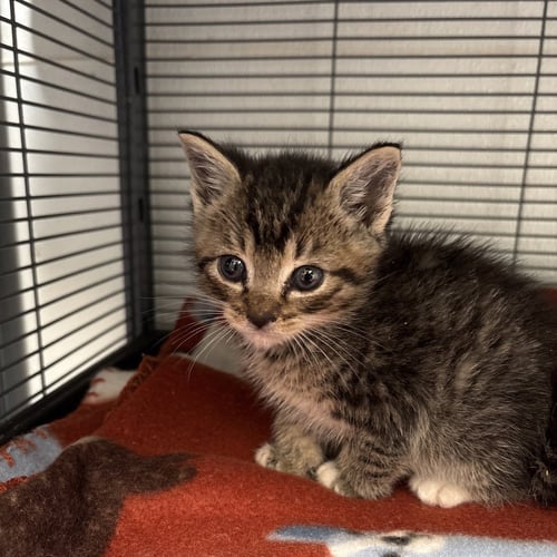 JUAN - Domestic Short Hair available for adoption