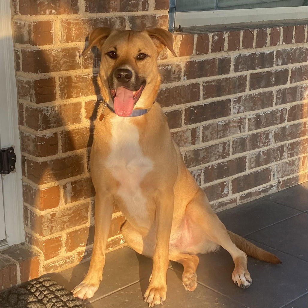 SERGEANT (NEW DIGS) - Black Mouth Cur available for adoption