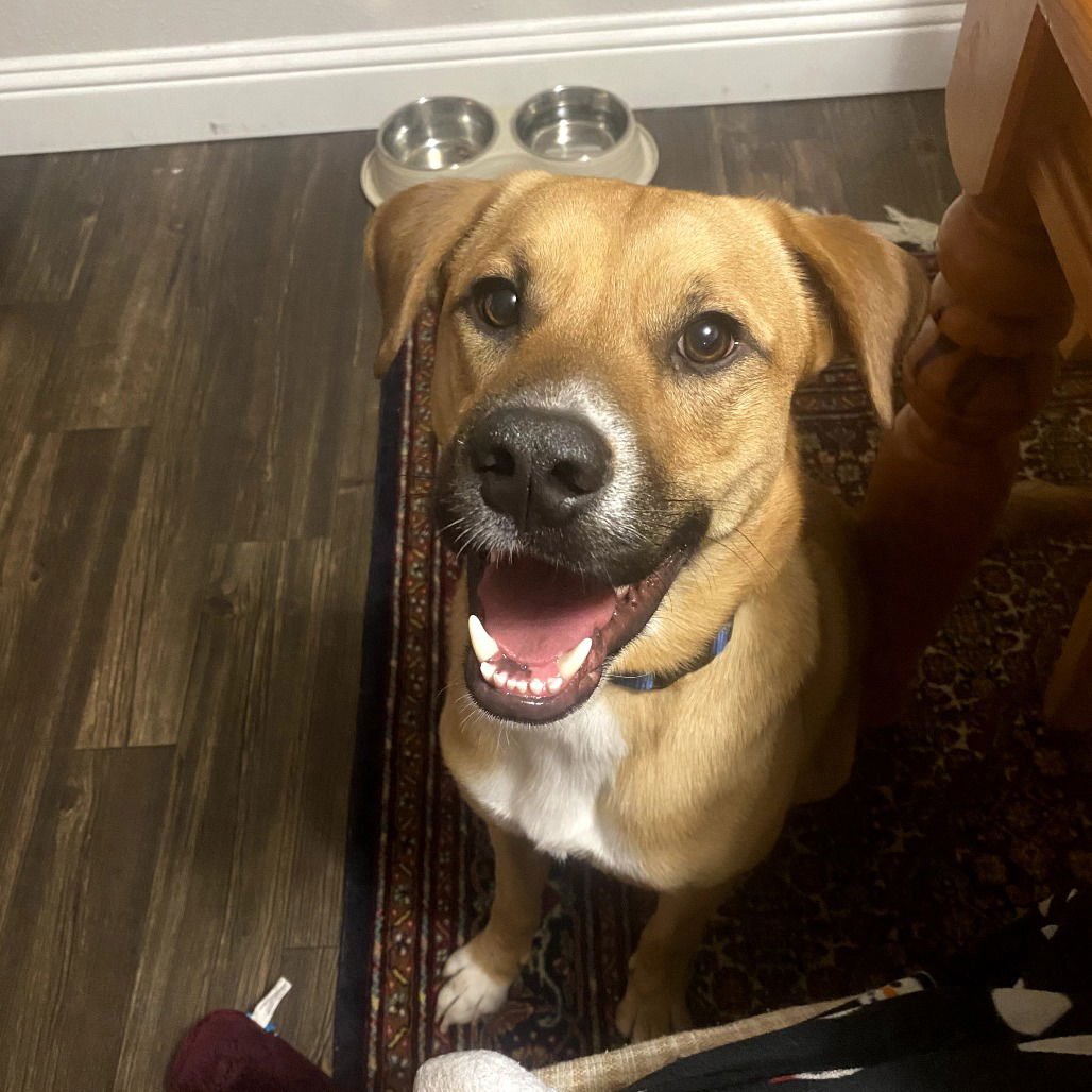 SERGEANT (NEW DIGS) - Black Mouth Cur available for adoption