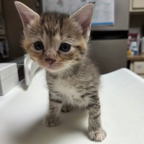 SEED - Domestic Short Hair available for adoption