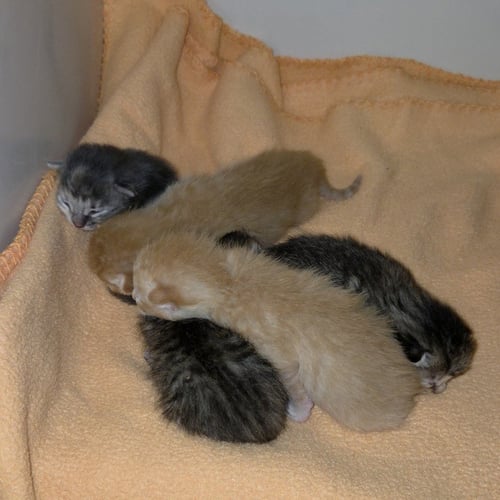SEED - Domestic Short Hair available for adoption