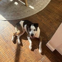 Maggie - Photo 3