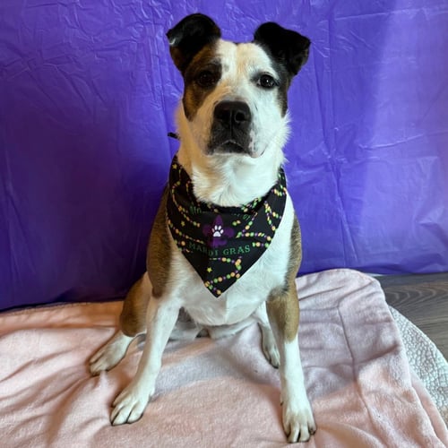 MAGGIE - Border Collie for adoption in Richardson