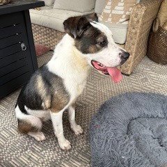 MAGGIE - Border Collie available for adoption
