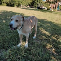 Nelson - Photo 1