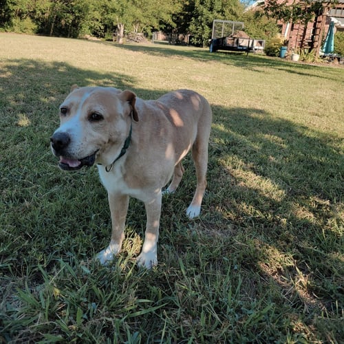 NELSON - Terrier available for adoption