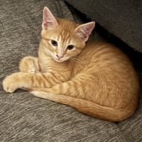 Boomie - Photo 1