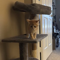 Boomie - Photo 3